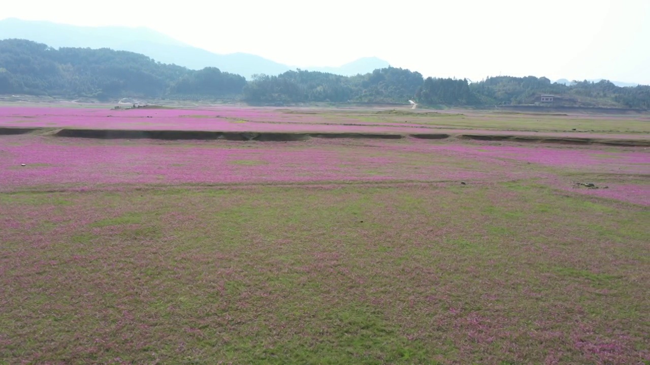 春天阳光下桂林田地里盛开的紫云英视频素材