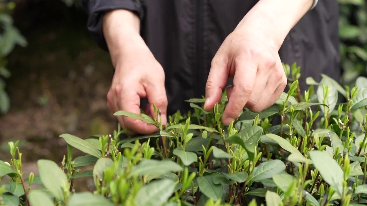 龙井茶茶叶采摘过程视频素材