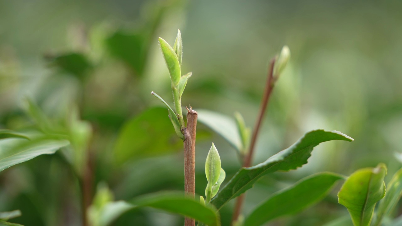 随风摇晃的龙井茶嫩芽视频素材