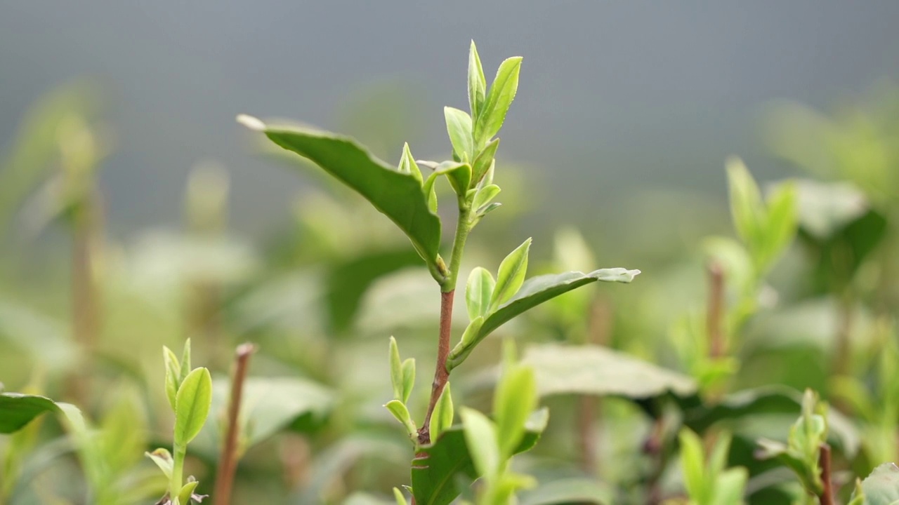 随风摇晃的龙井茶嫩芽视频素材