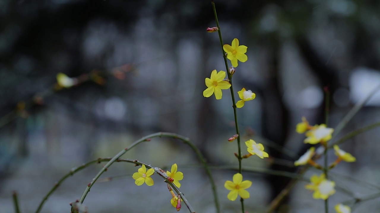 雪中的迎春花视频素材