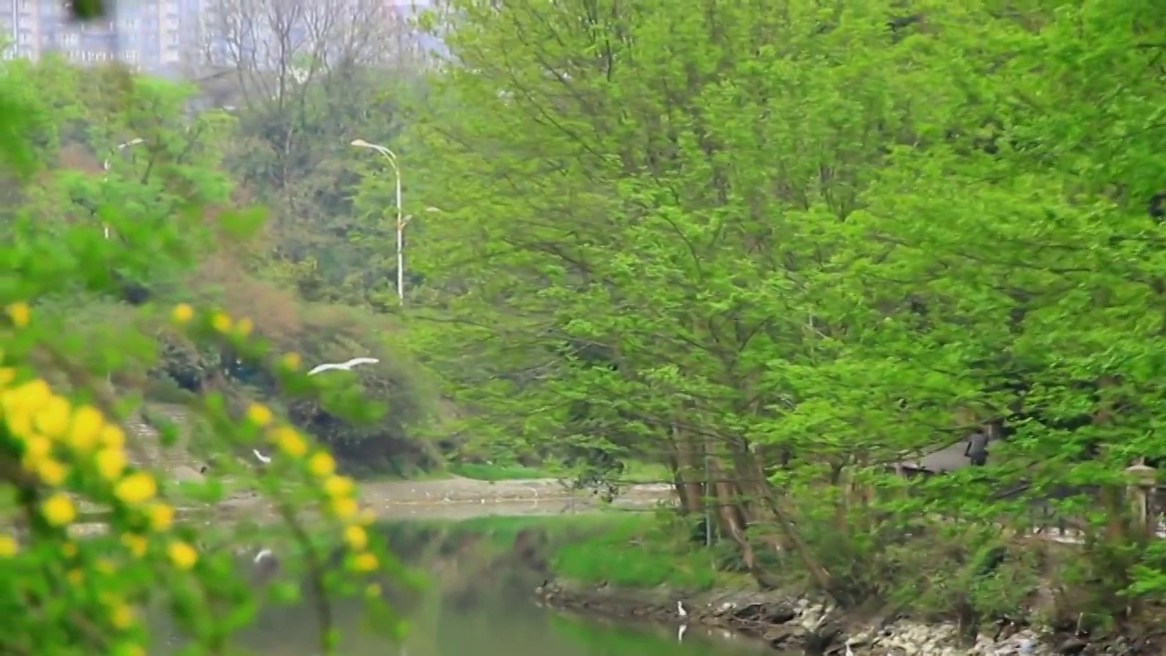 四川省成都市温江区江安河湿地傍晚飞翔的白鹭视频素材