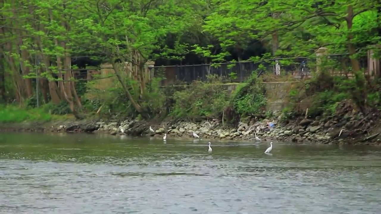 四川省成都市温江区江安河湿地傍晚飞翔的白鹭视频素材