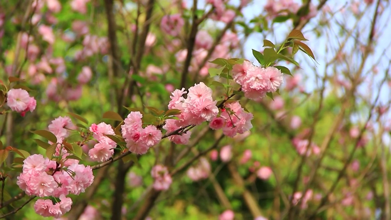 春天阳光下樱花盛开视频素材