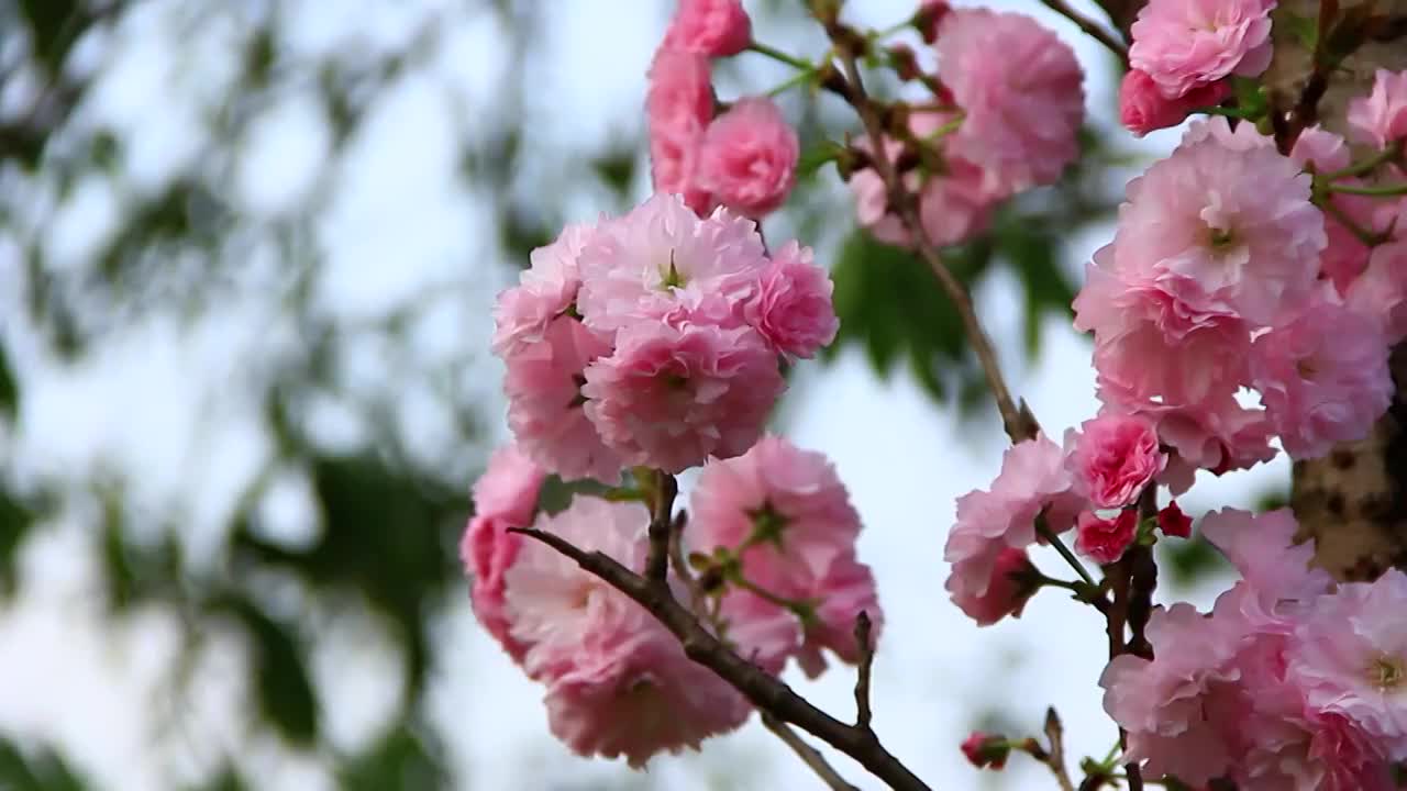 粉红色的樱花特写视频素材