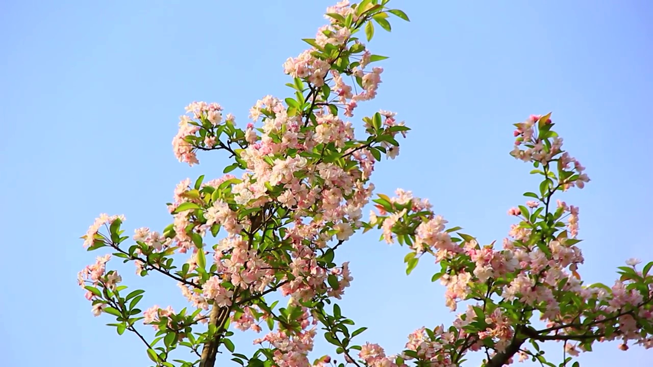 微风中的海棠花视频素材