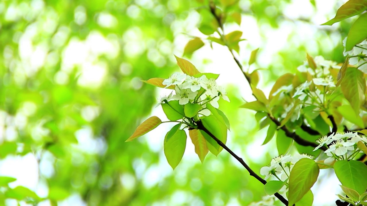 梨花 雪白 春天 特写视频素材