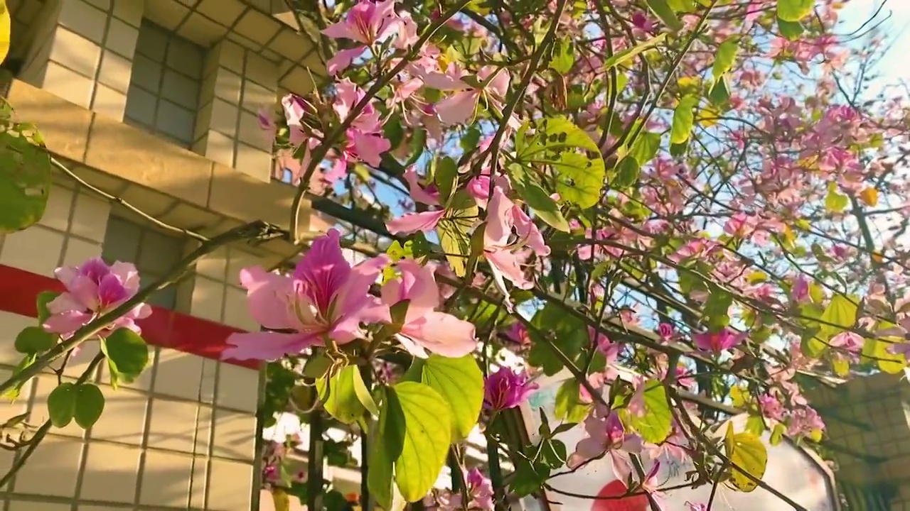 春天的花在阳光照耀下绽放的紫荆花视频素材