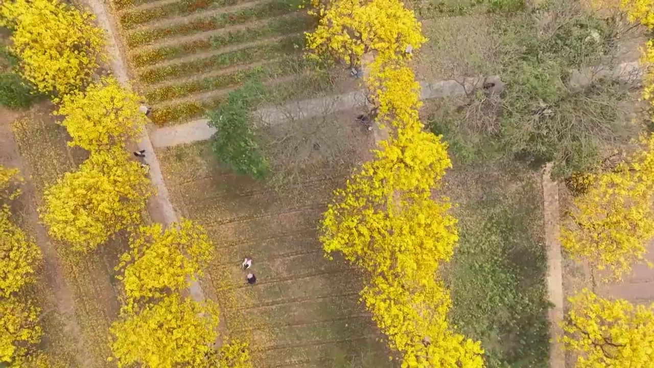 澄海黄花风铃木视频素材