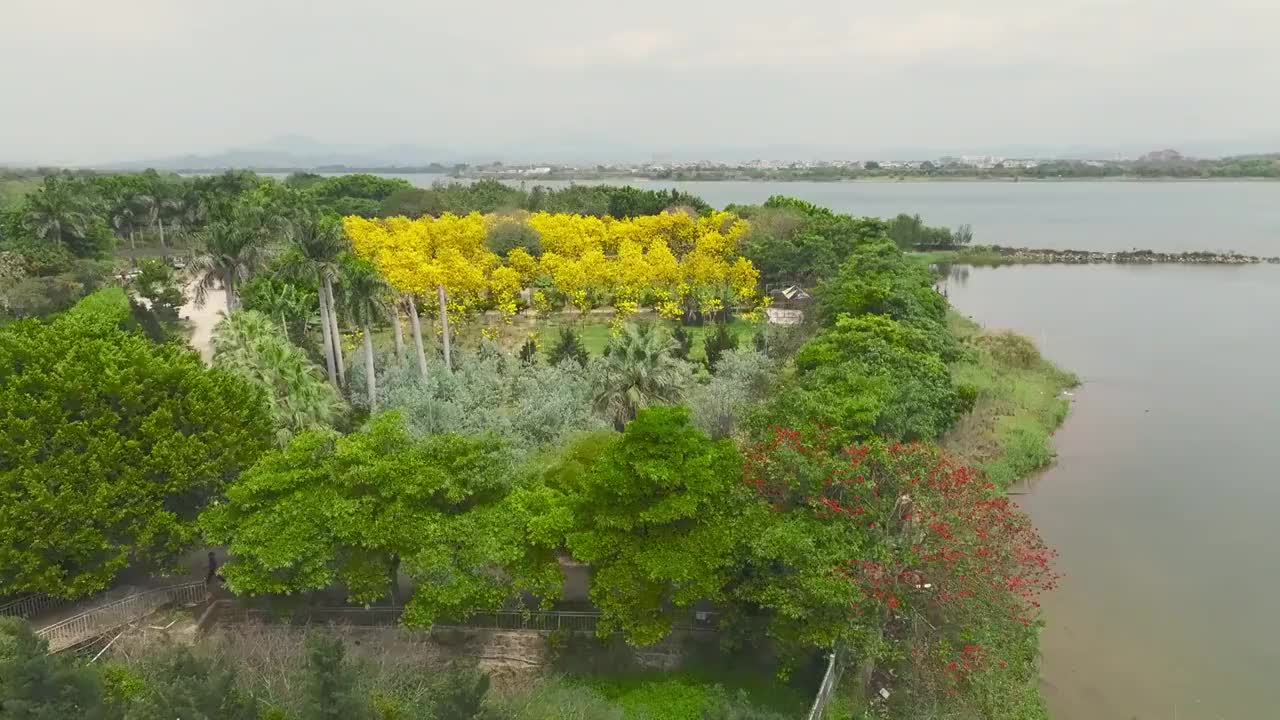 澄海黄花风铃木视频素材