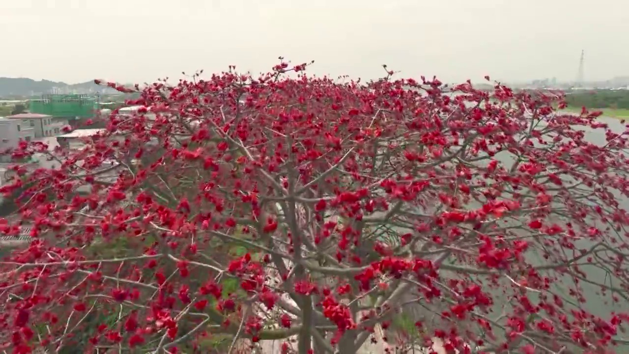 澄海木棉花开视频素材