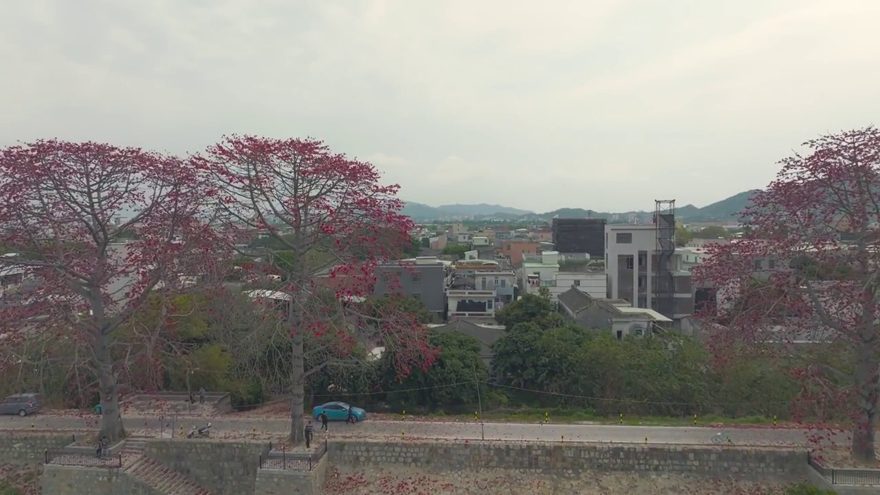 澄海木棉花开视频素材