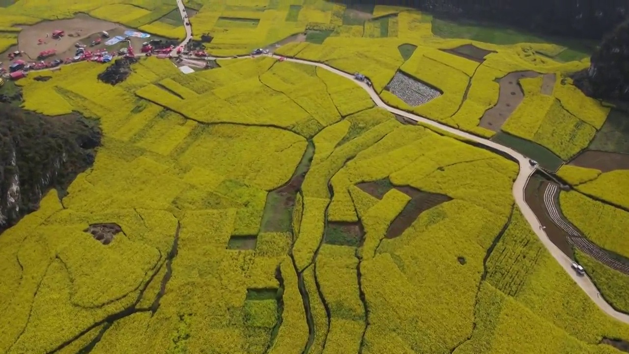 木岗镇六枝抵簸村油菜花航拍视频素材