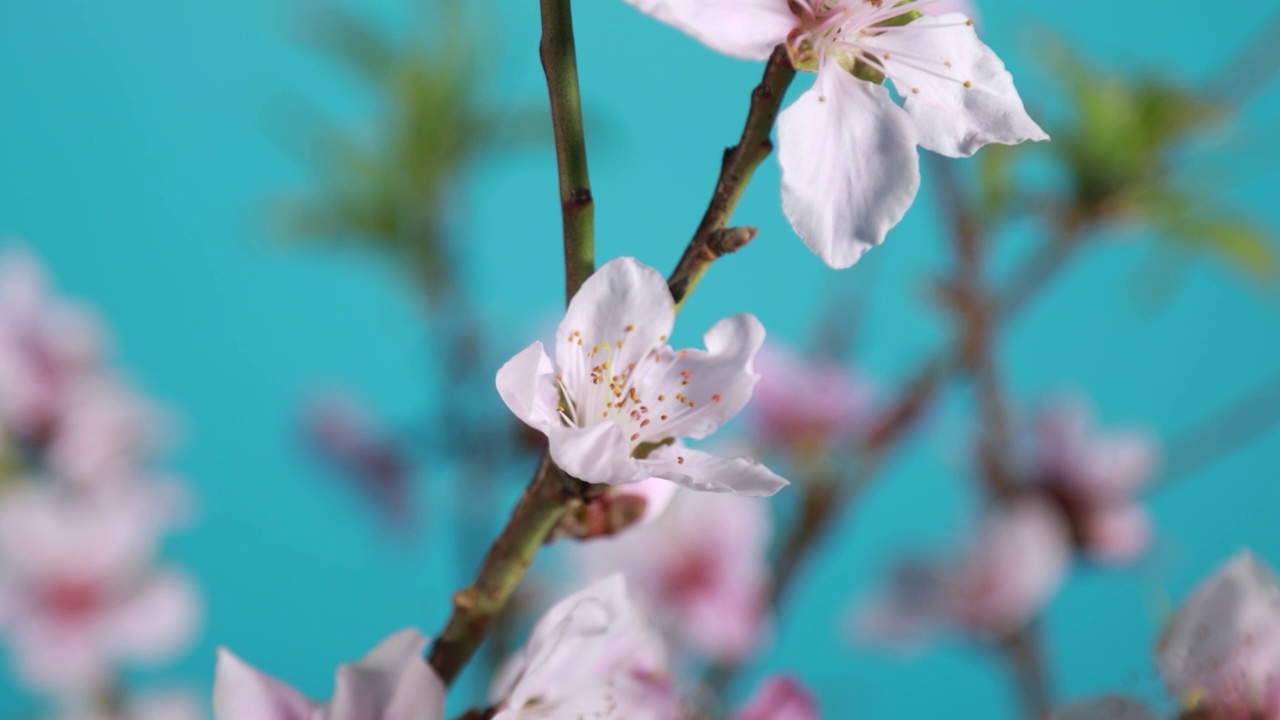 花朵桃花梅花绽放开花过程实拍视频素材