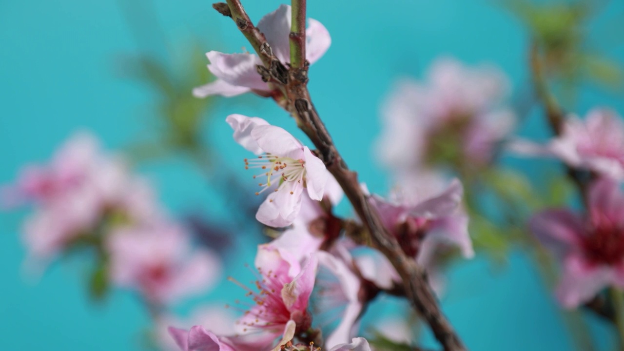 花朵桃花梅花绽放开花过程实拍视频素材