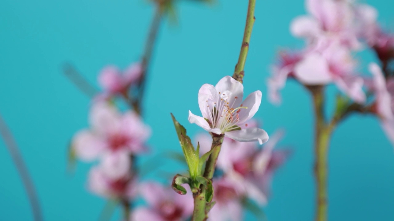 花朵桃花梅花绽放开花过程实拍视频素材