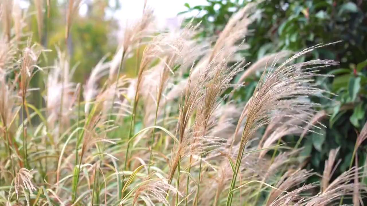 风中的芦苇视频素材