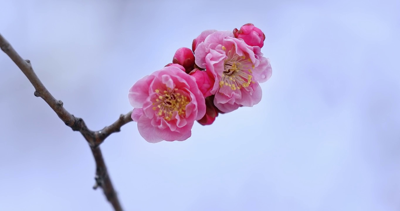 梅花，春天树枝上粉色的花朵视频素材