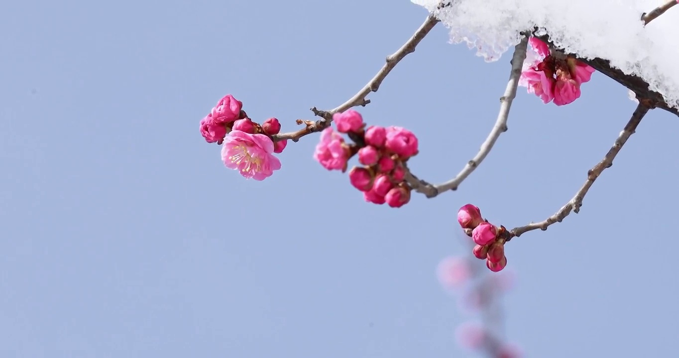 梅花，春天树枝上粉色的花朵视频素材