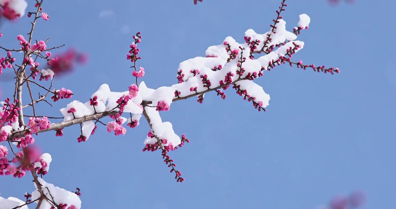 梅花，春天树枝上粉色的花朵视频素材