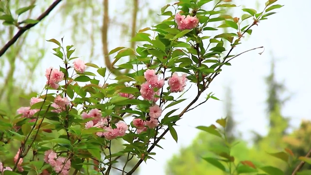 在风中摇摆的粉红色樱花视频素材