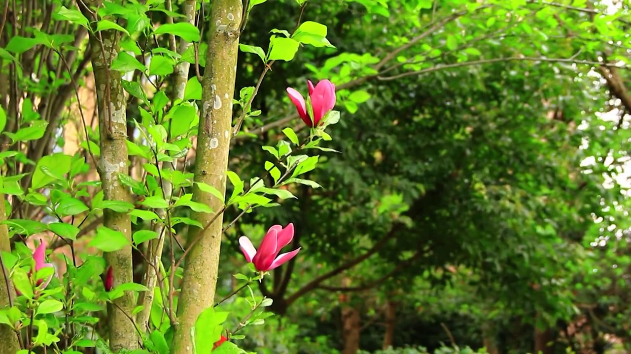 玉兰花开视频素材