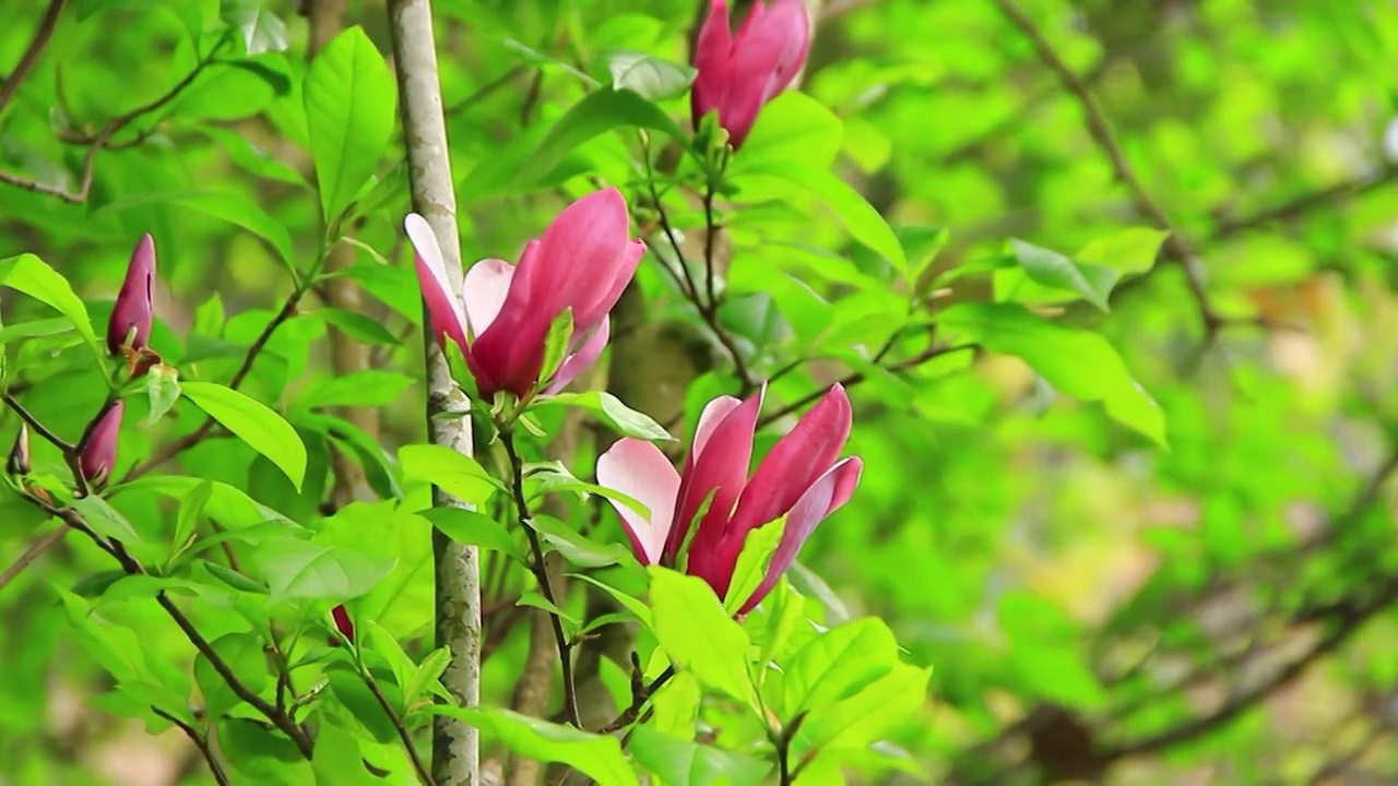 玉兰花开视频素材