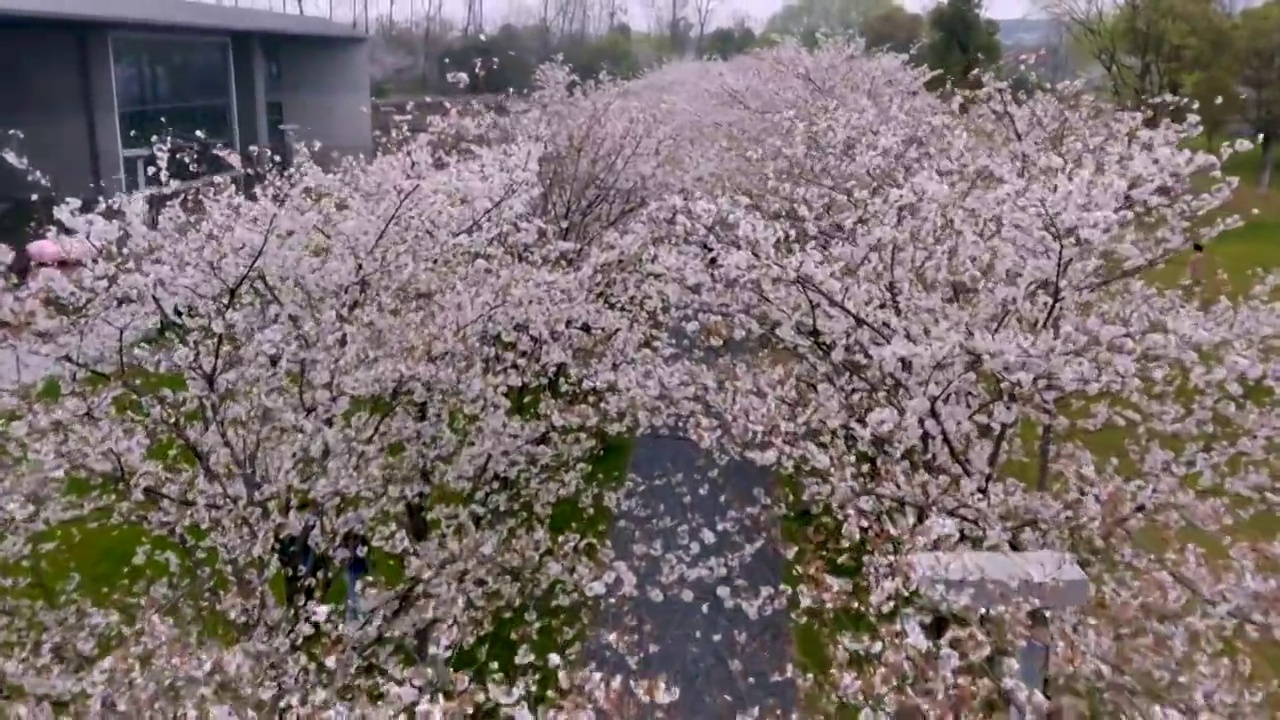 樱花视频素材