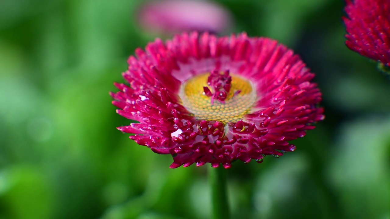 雨后雏菊视频素材