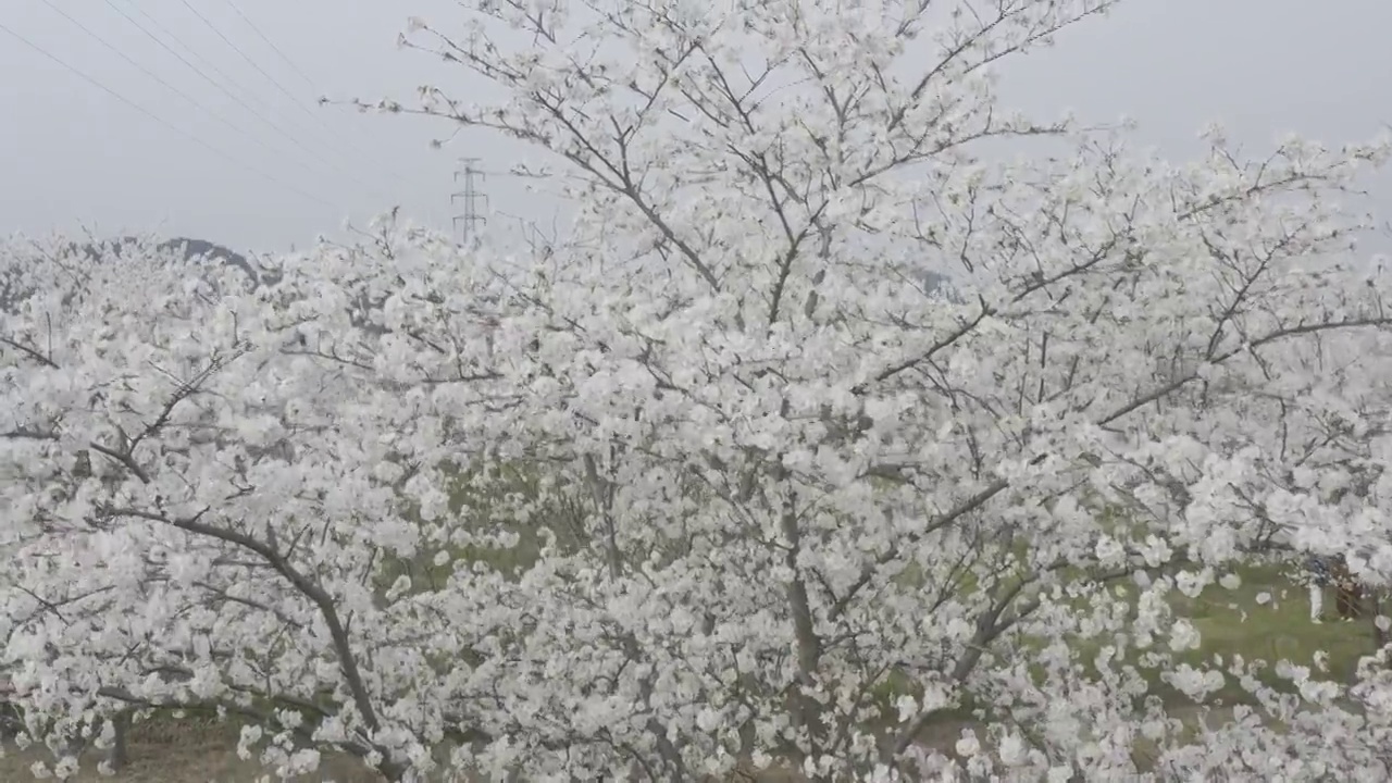 航拍樱花视频素材