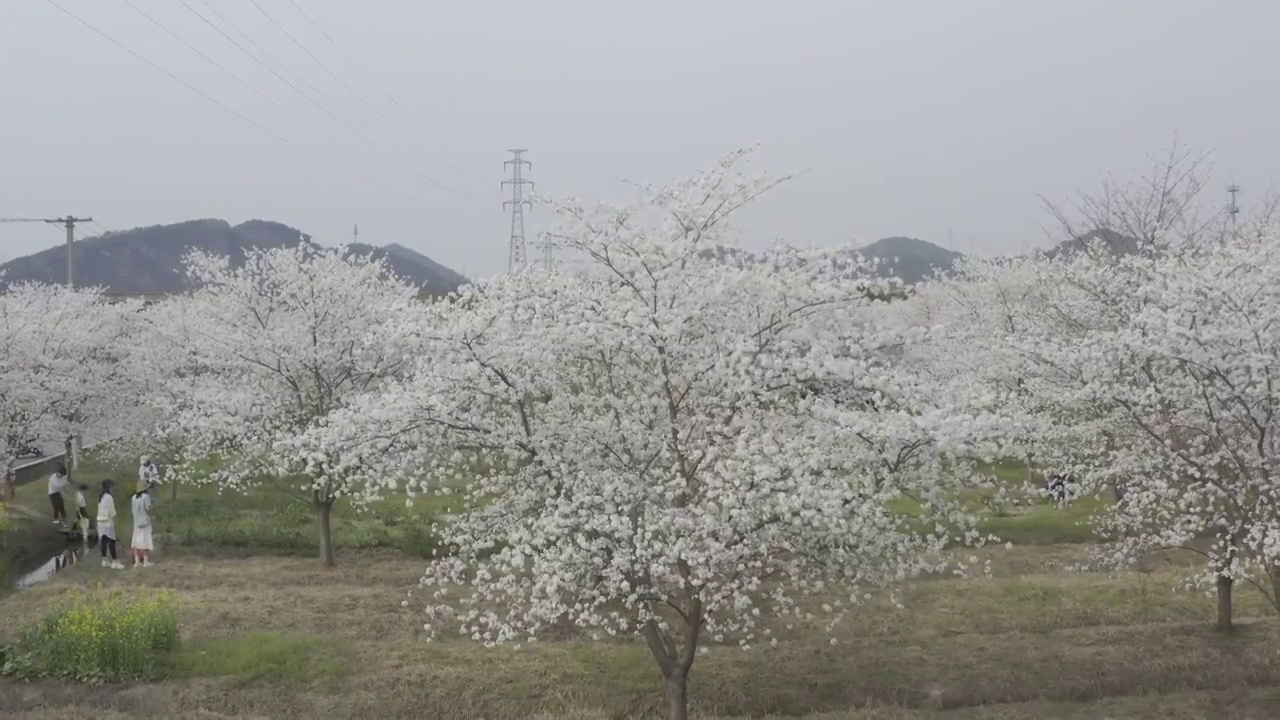 航拍樱花视频素材