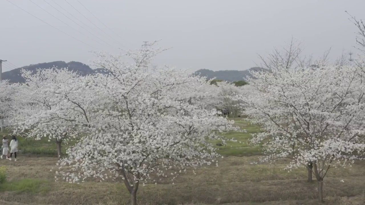 航拍樱花视频素材