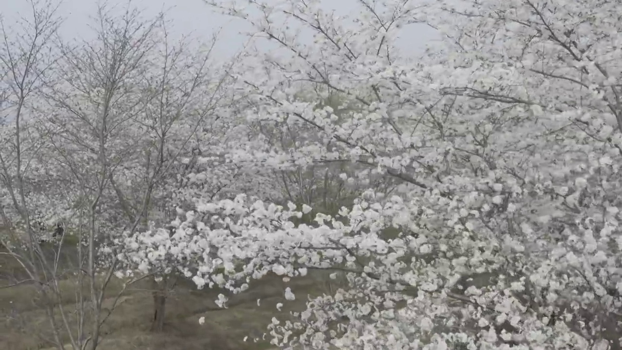 航拍樱花视频素材