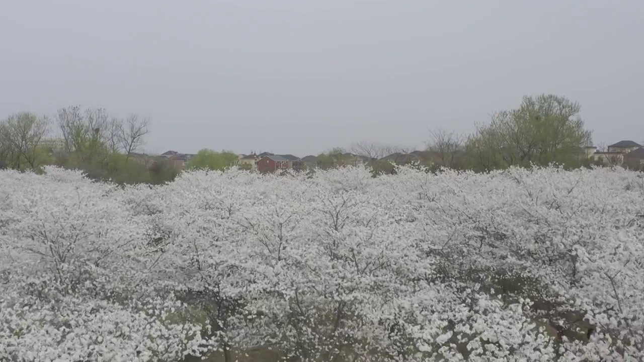 航拍樱花视频素材