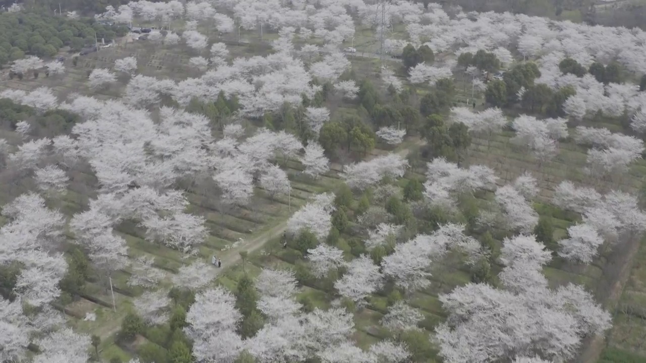 航拍樱花视频素材