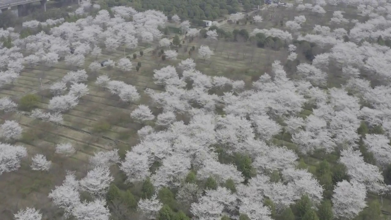 航拍樱花视频素材