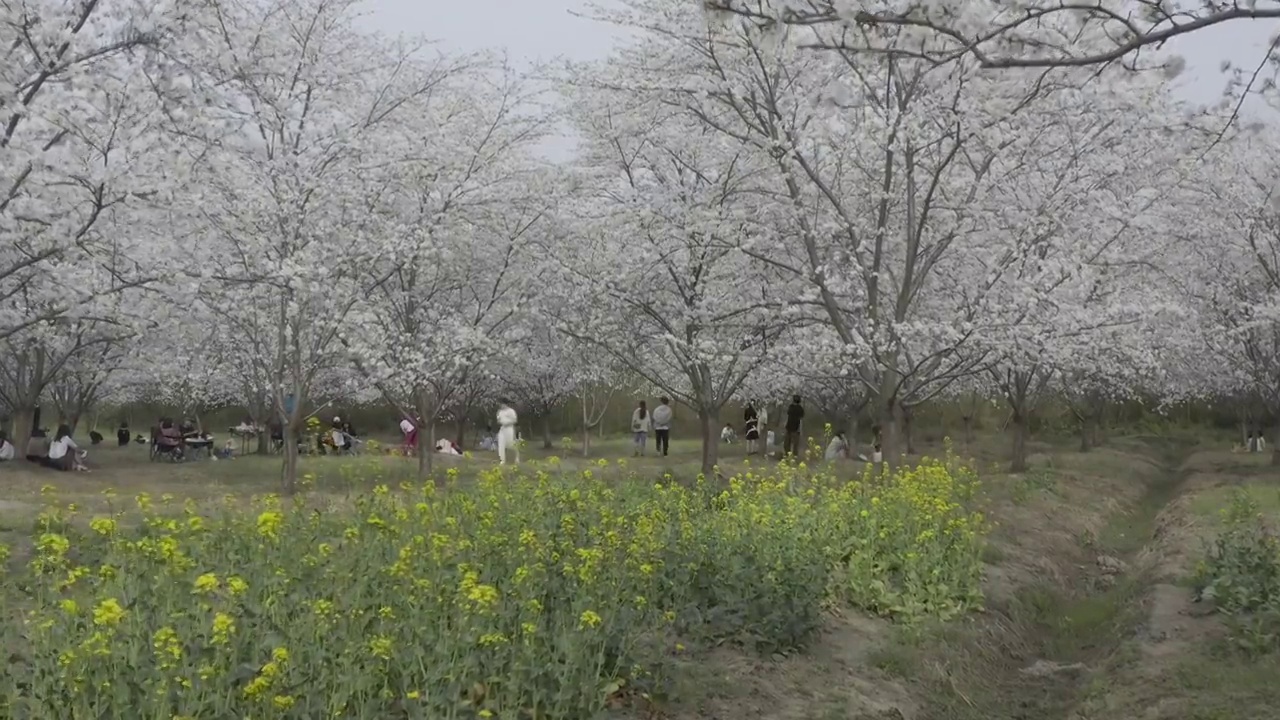 航拍樱花视频素材