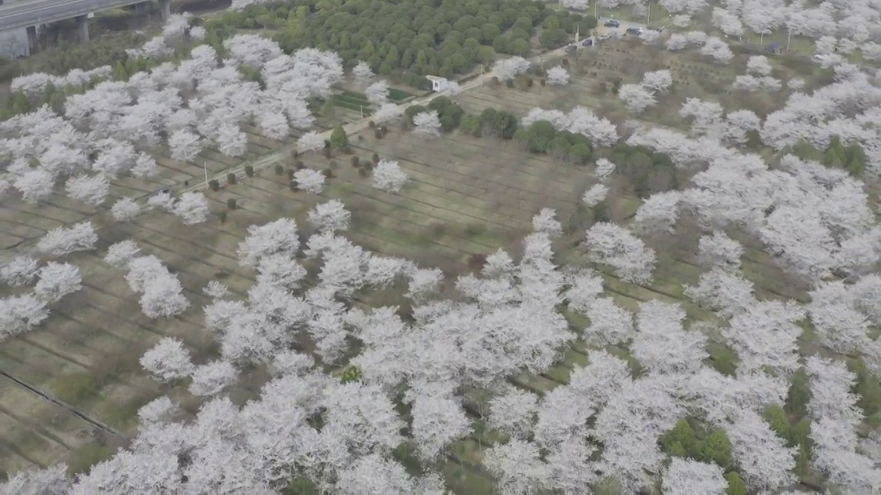 航拍樱花视频素材