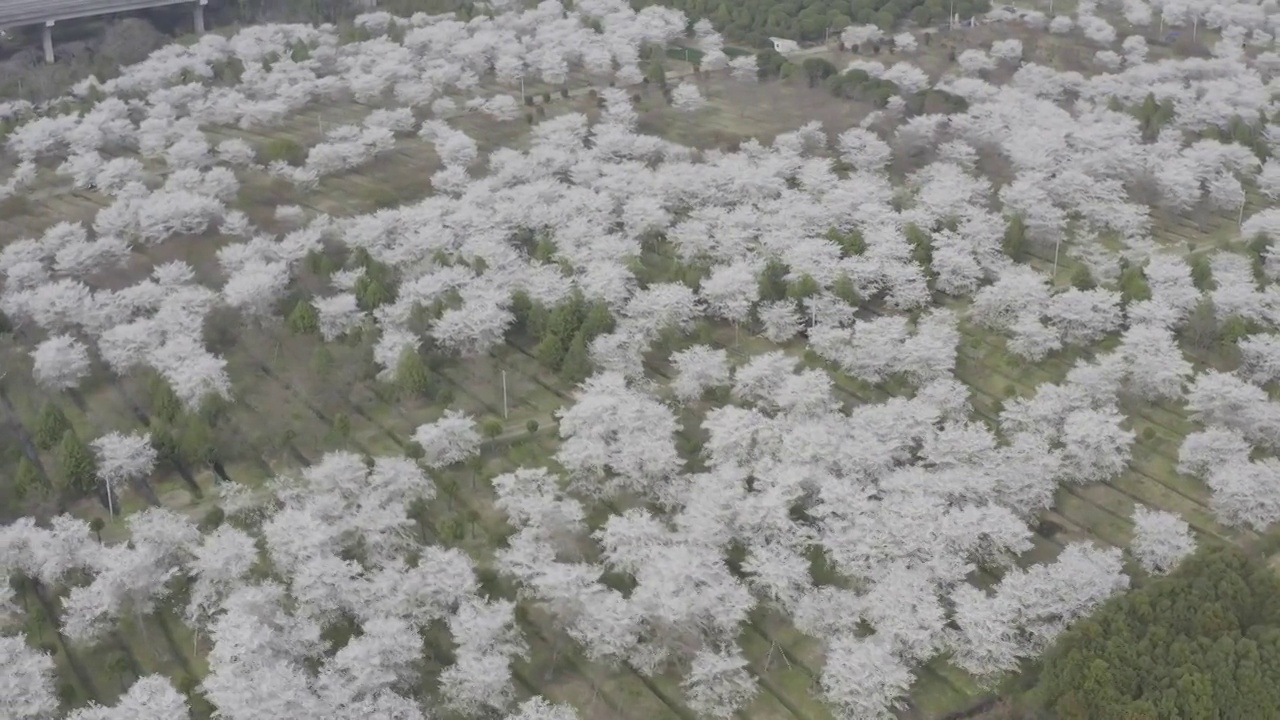 航拍樱花视频素材