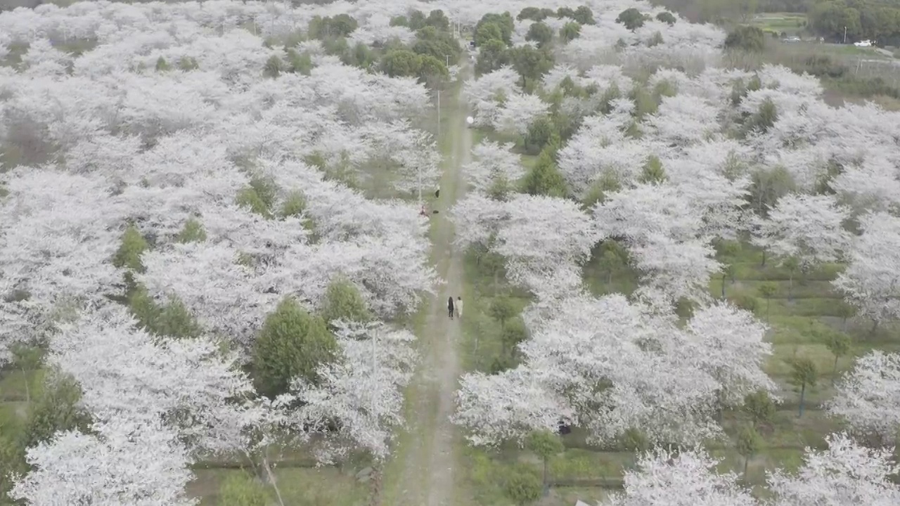 航拍樱花视频素材