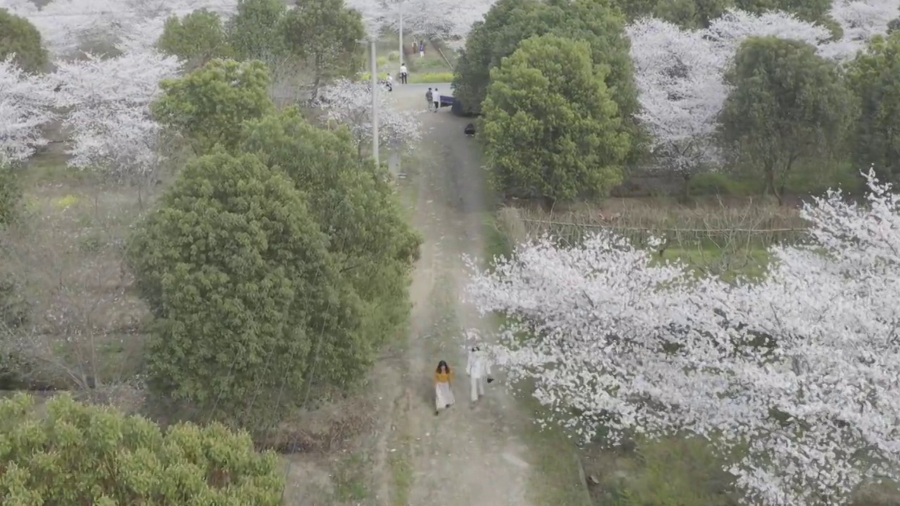 航拍樱花视频素材