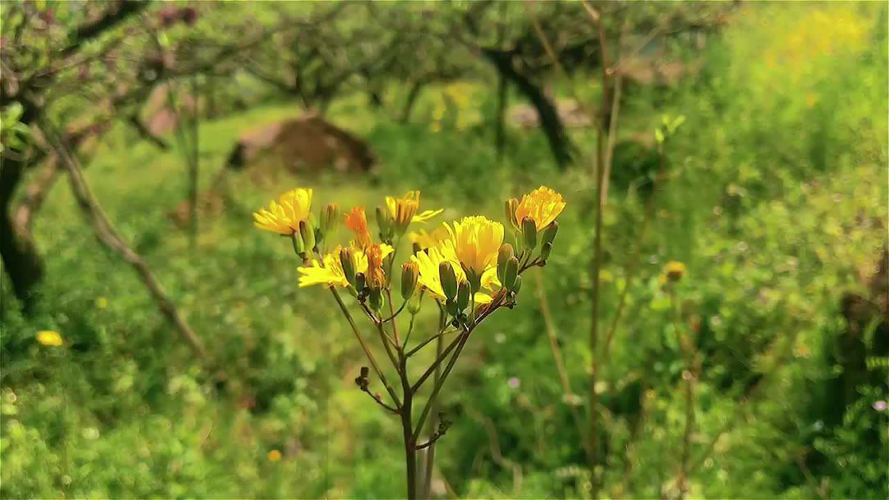 春花视频素材