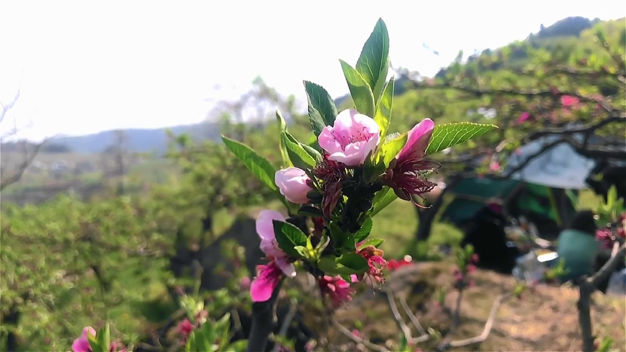 桃花视频素材