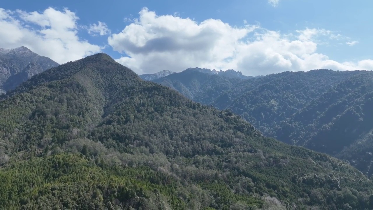 云南保山腾冲高黎贡山油菜花田视频素材