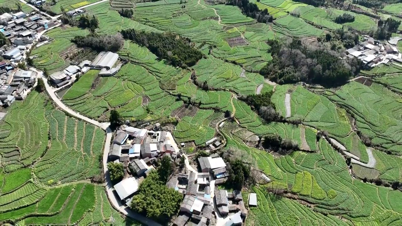 云南保山腾冲高黎贡山油菜花田视频素材