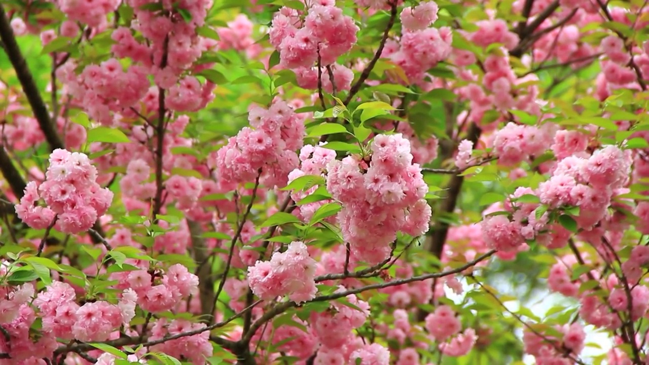 樱花视频素材