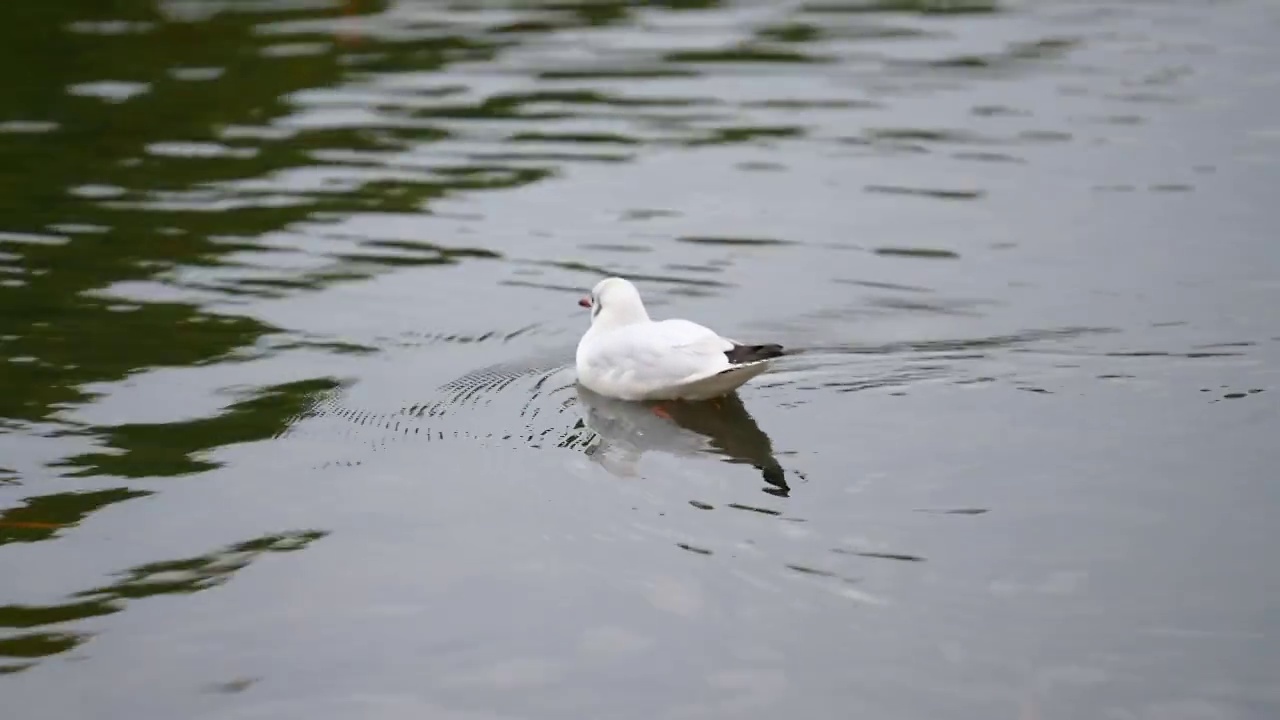 游在湖面的红嘴海鸥视频素材