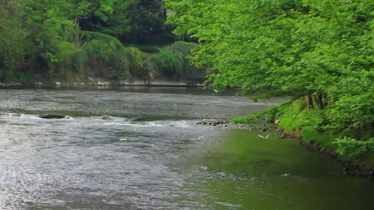 白鹭争抢食物的场景，在水面追逐飞翔视频素材