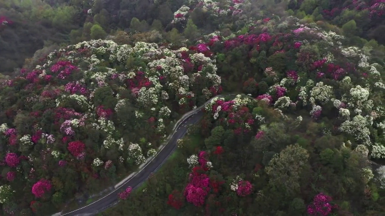 贵州毕节百里杜鹃航拍视频素材