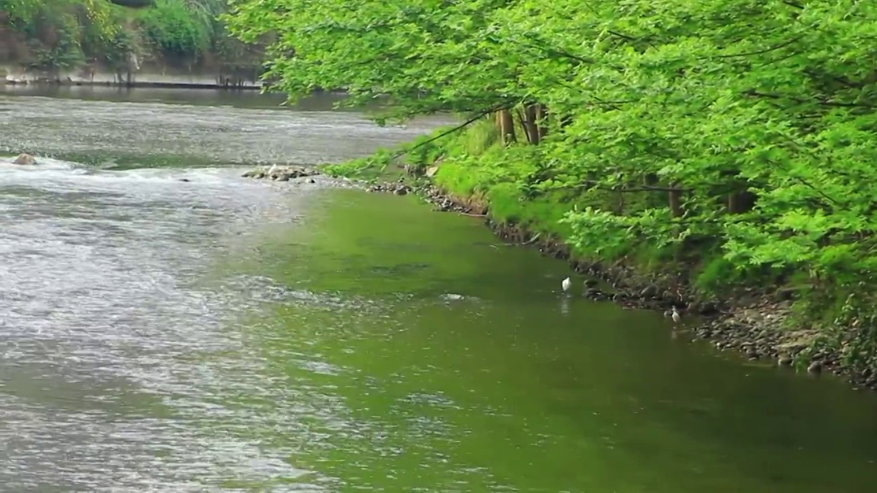 成都市温江区江安河春天白鹭栖息地视频素材